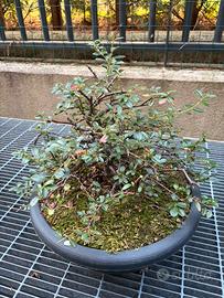 Bonsai Cotoneaster