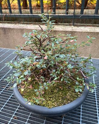 Bonsai Cotoneaster