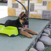 Cuccioli di pastore tedesco