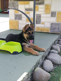 Cuccioli di pastore tedesco