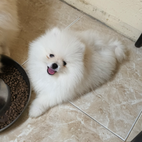 Cuccioli Volpino di Pomerania Spitz tedesco nano