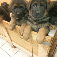 Cani pastore tedesco cuccioli 3 mesi