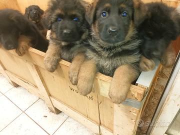 Cani pastore tedesco cuccioli 3 mesi