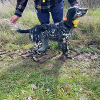 Setter inglese femmina