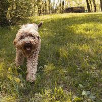 Lagotto femmina