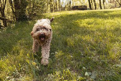 Lagotto femmina