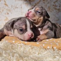Cuccioli di American bully pocket