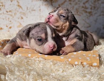 Cuccioli di American bully pocket