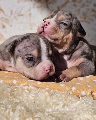 Cuccioli di American bully pocket