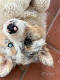 Cuccioli di pastore australiano con pedigree