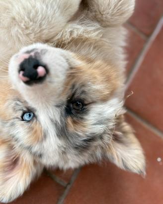 Cuccioli di pastore australiano con pedigree