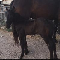 Fattrice Murgese con puledro