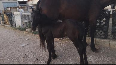 Fattrice Murgese con puledro