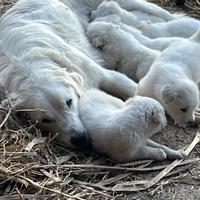 Cuccioli di Pastore Maremmano Abruzzese