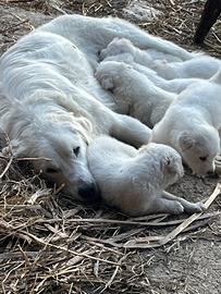 Cuccioli di Pastore Maremmano Abruzzese