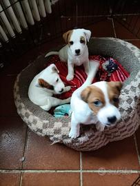 Cuccioli jack russel