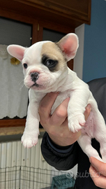 Cucciolo di bulldog francese