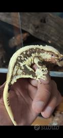 Geco ciliatus