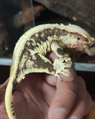 Geco ciliatus