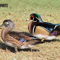 Caroline anatra sposa