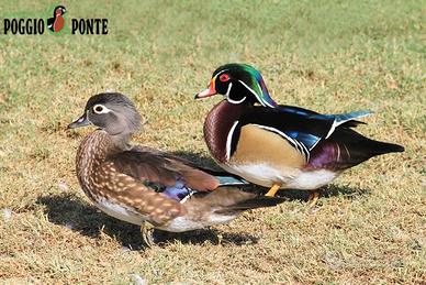 Caroline anatra sposa