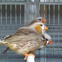 Diamanti mandarini mayor - taglia olandese