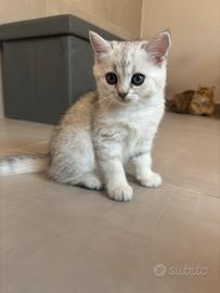 Cuccioli Scottish straight