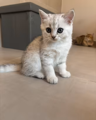 Cuccioli Scottish straight