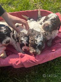 Cuccioli lagotto romagnolo
