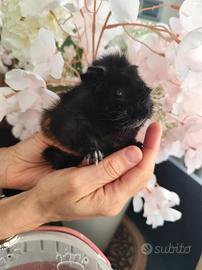 porcellino d'india cavia peruviana 