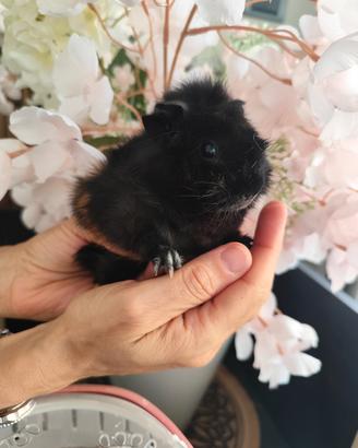 porcellino d'india cavia peruviana 