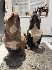 American bully pocket