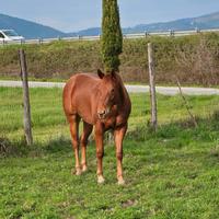 Puledra 2 anni