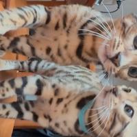 Bengala disponibili subito