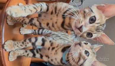 Bengala disponibili subito