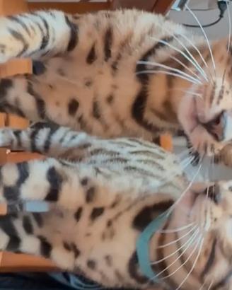 Bengala disponibili subito