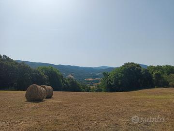 TERRENO da 12.565 m2 in TOSCANA