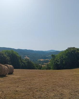 TERRENO da 12.565 m2 in TOSCANA