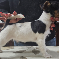 Cuccioli di jack russell terrier