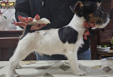 Cuccioli di jack russell terrier