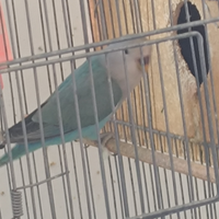 Inseparabili
