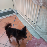 Chihuahua a pelo lungo