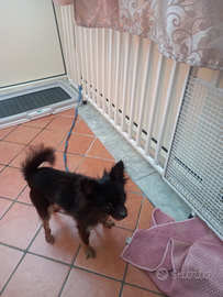 Chihuahua a pelo lungo