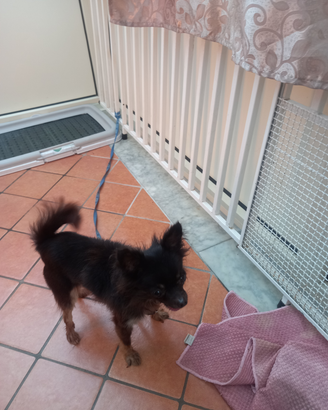 Chihuahua a pelo lungo