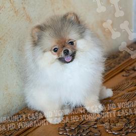 Cuccioli Pomerania con pedigree
