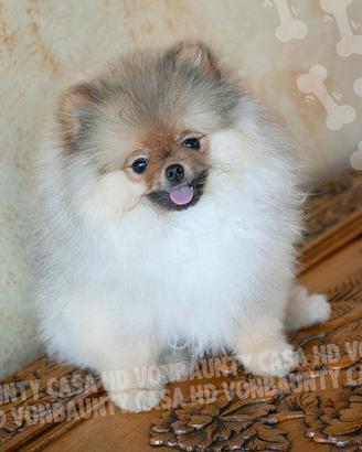 Cuccioli Pomerania con pedigree