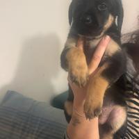 Disponibili Cuccioli