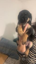 Disponibili Cuccioli