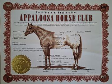 Puledro appaloosa
