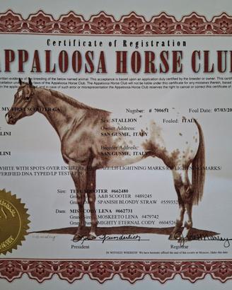 Puledro appaloosa